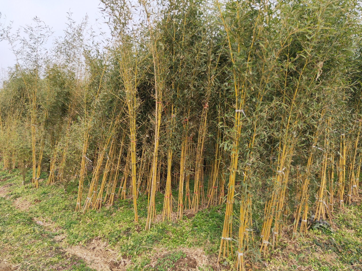 金镶玉竹在阳光下的特写