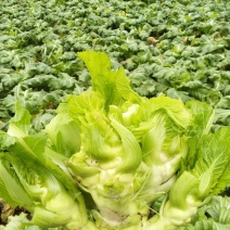 儿菜，2斤左右