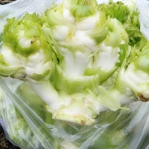 儿菜