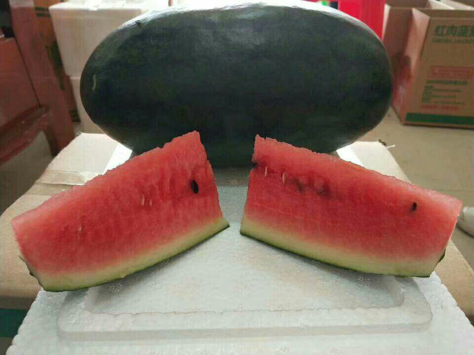 黑美人西瓜切开对比图
