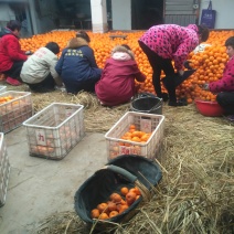 湖北省宜昌当阳市，半月镇凤凰山林果厂
