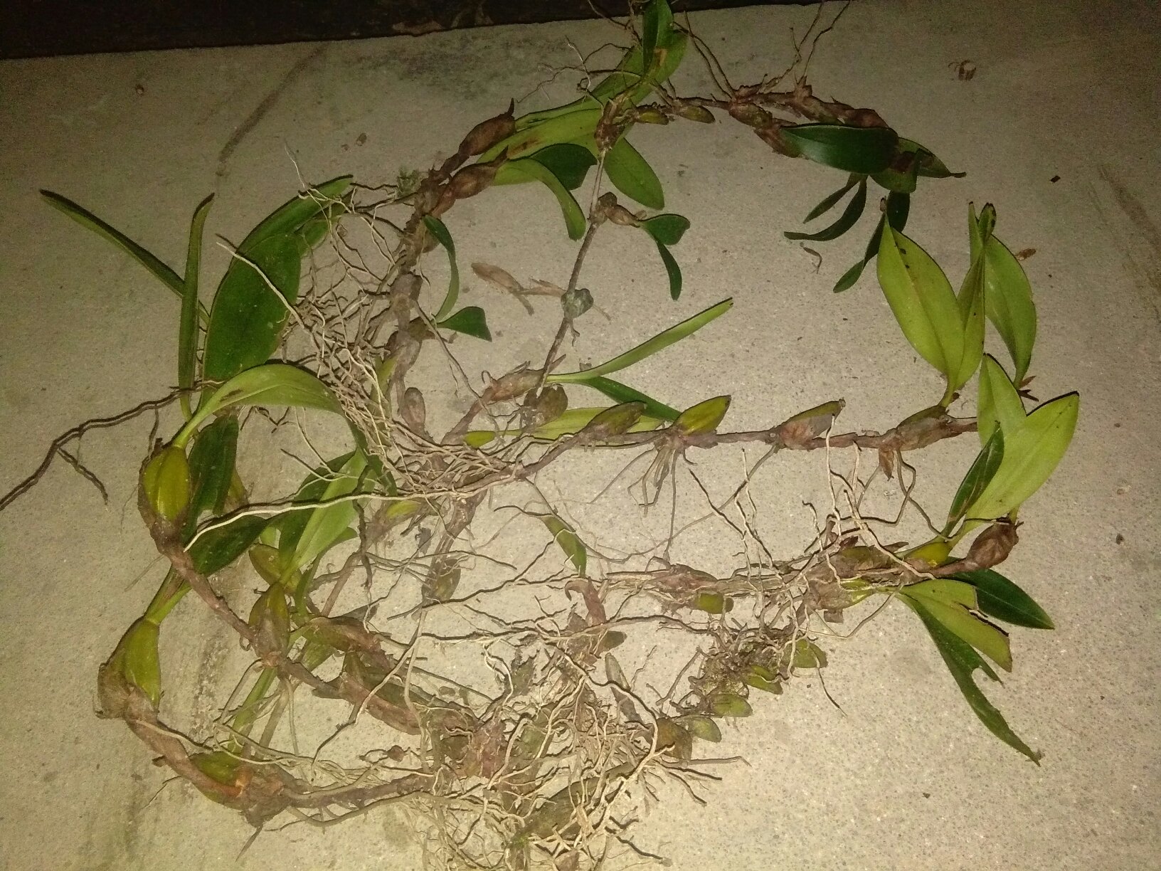 西兰花根部切面图