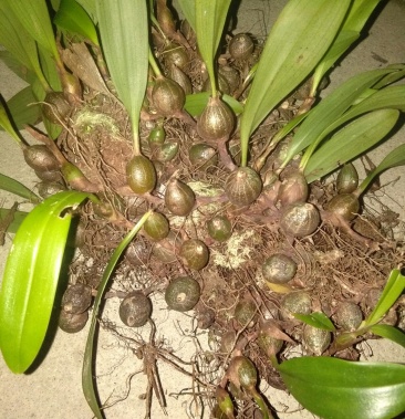 [其它批发]单叶香厚唇兰价格30.00元/斤 - 一亩田