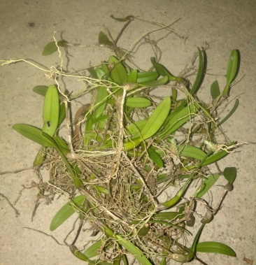 [羊奶批发]羊奶草价格23.00元/只 - 一亩田