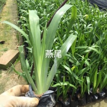 鸢尾