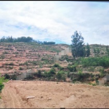 临沂蒙阴县150亩有林地转让