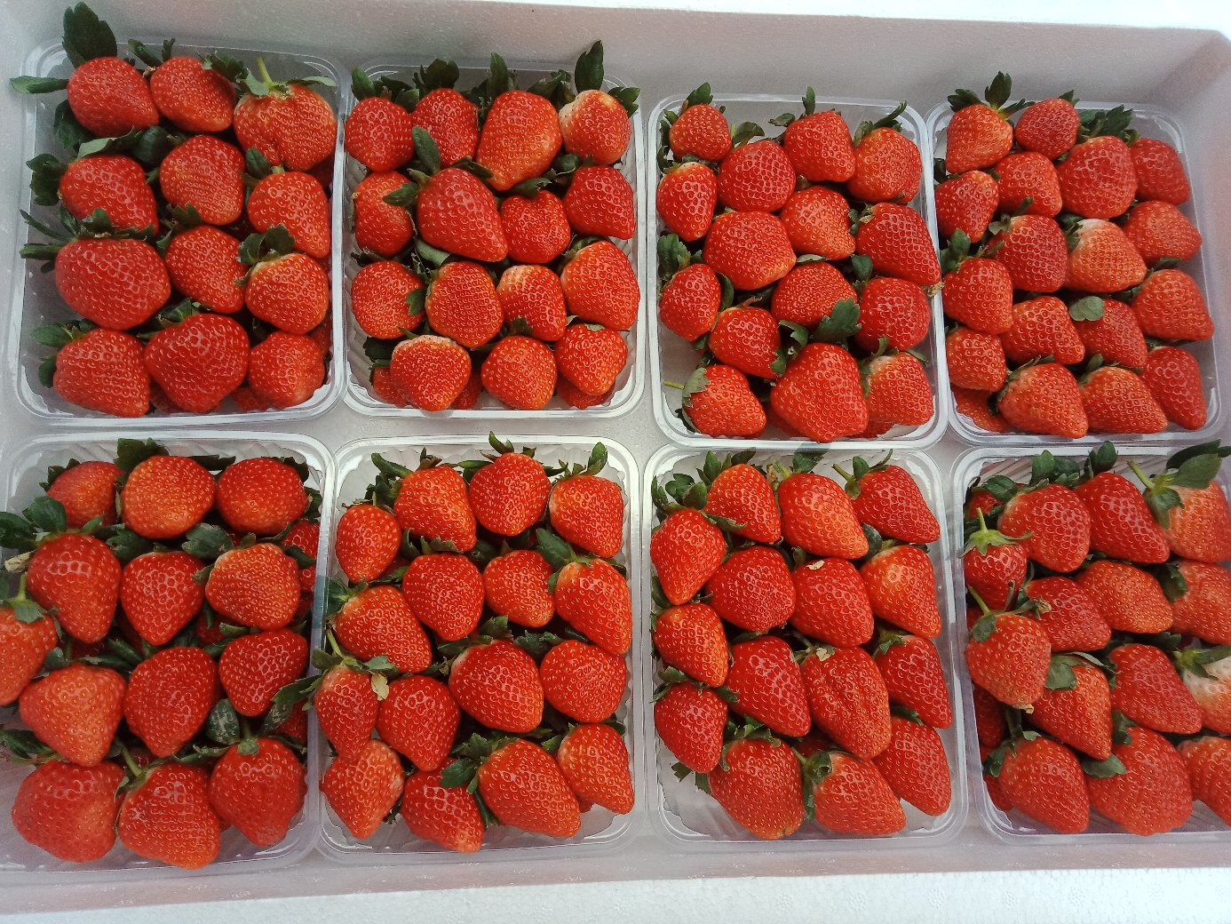 甜宝牛奶草莓采摘现场