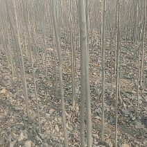白腊树苗
