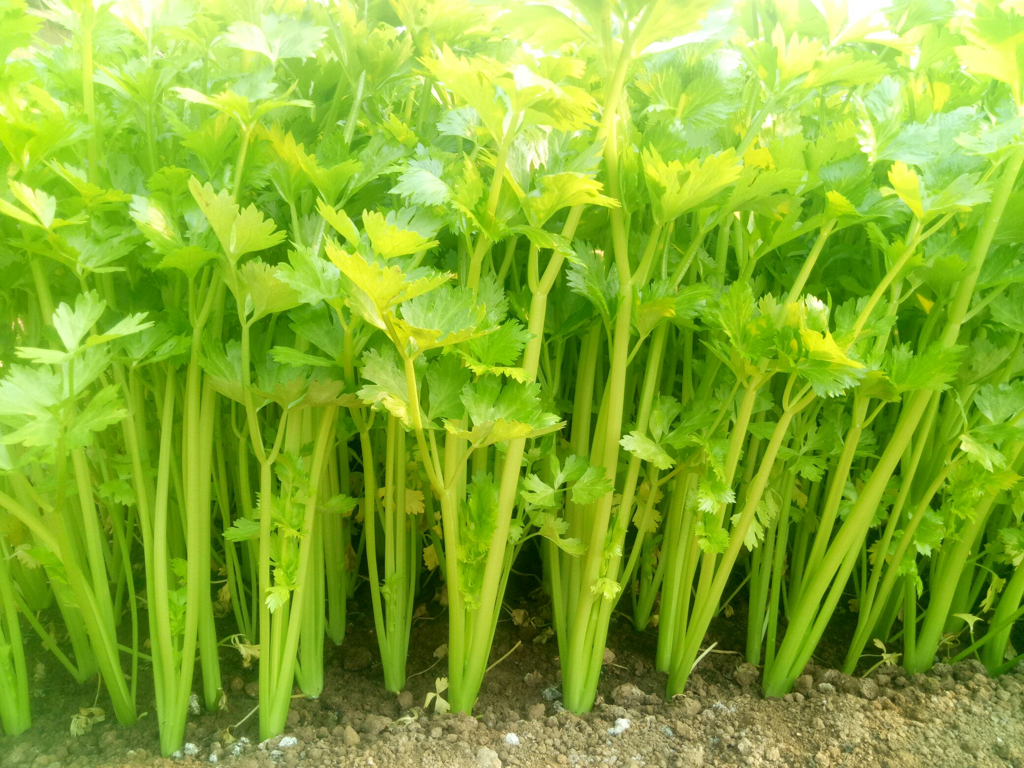 一片湿润草地边缘生长的高大草本植物,茎秆直立中空带有紫色斑点,顶端呈伞形花序开白色小花,叶片羽状分裂,整体形态与普通芹菜相似但更为粗壮,背景为林间湿地环境 野地生长的毒芹植物特写