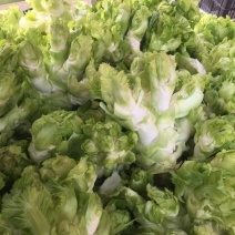 精品儿菜