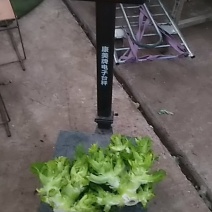 大儿菜