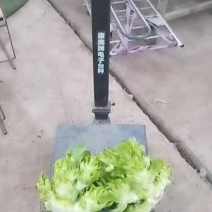 大儿菜