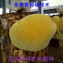 桑黄菌包，出黄率高，产量高，种植技术免费教