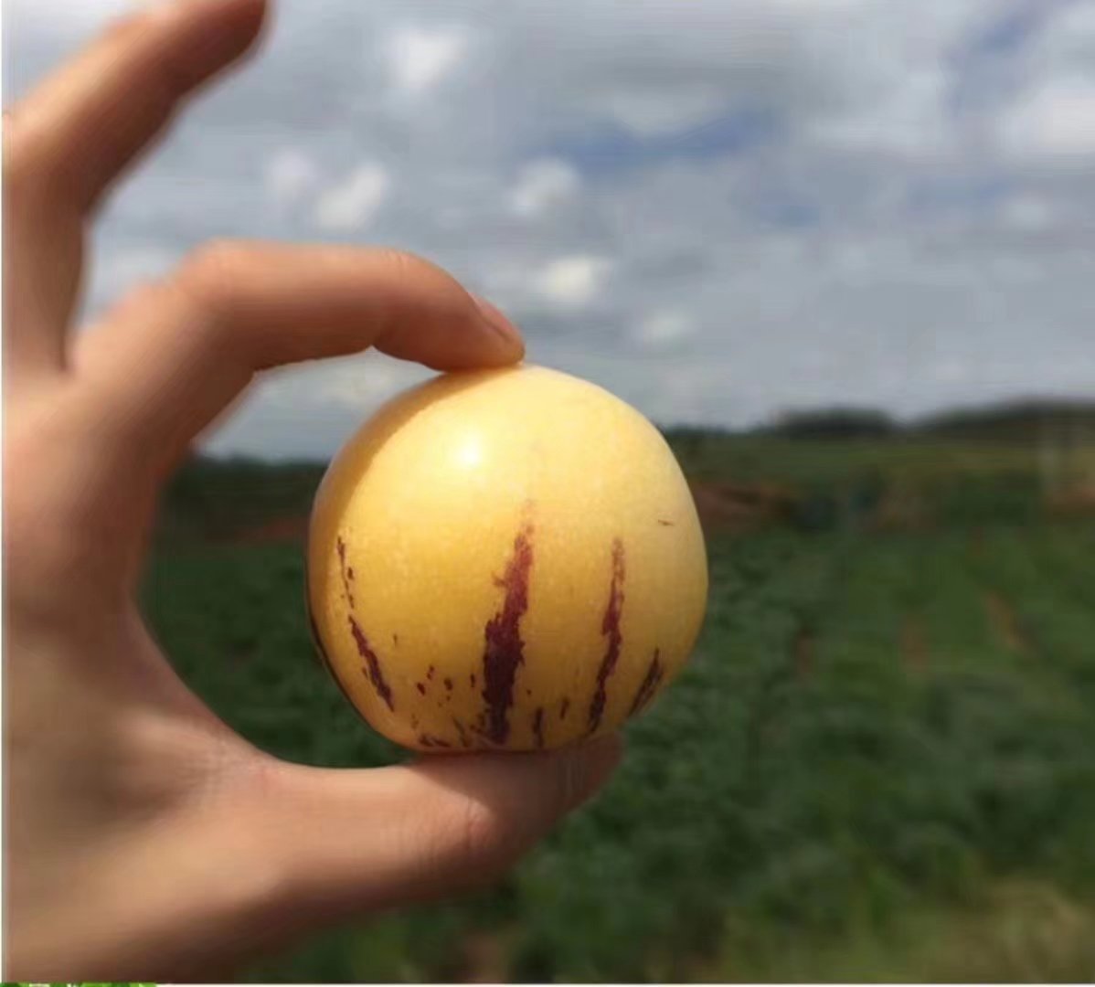 一束刚采摘的新鲜佛手参花蕾,呈淡黄色条状,花瓣紧闭,表面湿润有光泽,背景为绿色田野,体现原生态采摘环境 新鲜佛手参花蕾特写