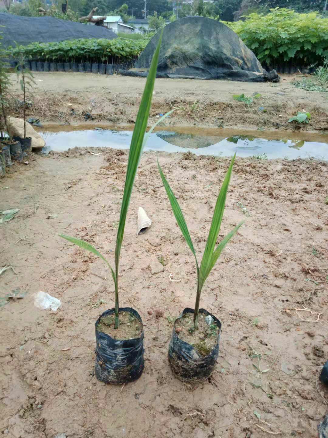 [霸王棕批发]广东广州荔湾区棕榈树 2.50元/棵大王椰子苗王棕 _ 一亩田