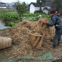 鱼腥草