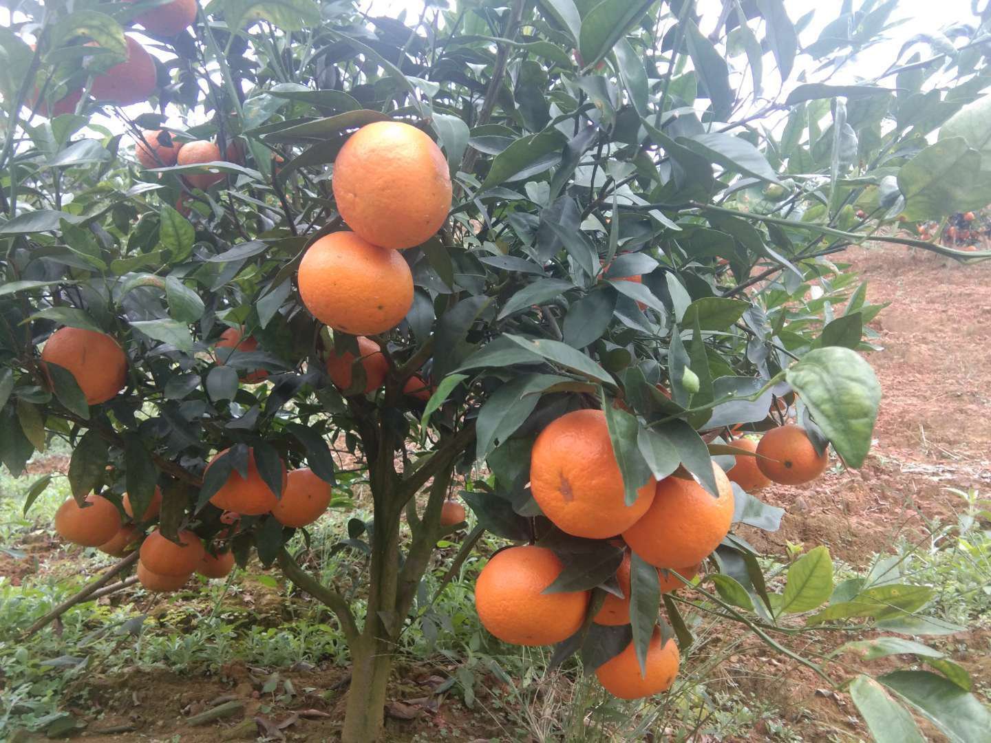 [沃柑苗批发]091无核沃柑苗正品嫁接苗沃柑苗价格12.00元/棵 - 一亩田