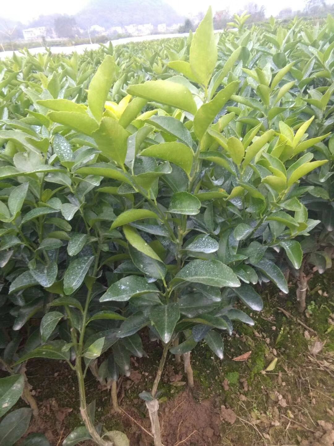 [沃柑苗批发]091无核沃柑苗正品嫁接苗沃柑苗价格12.00元/棵 - 一亩田