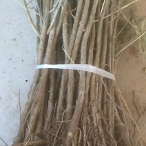 小果沙棘树苗，低价清地处理，质量好，成活率高，自家苗圃培