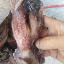 带鱼秘鲁鱿鱼头可发样品