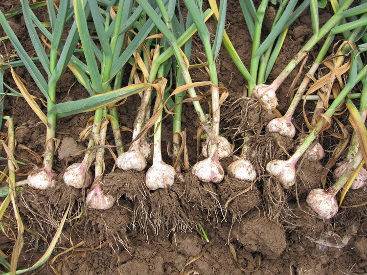 展示蒜苗在不同生长阶段的合理施肥方式与用量说明 蒜苗科学施肥示意图