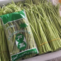 芦篙