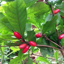 神秘果苗2年靓苗神秘果苗非洲蜜拉圣果