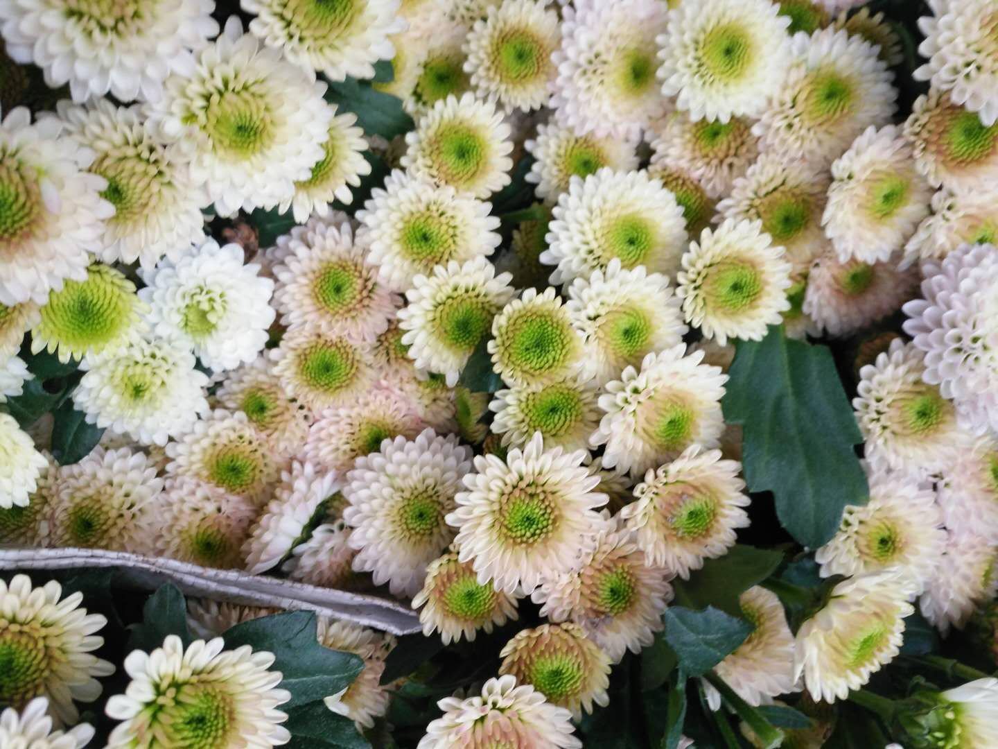 雏菊花瓣与绿叶,展示其白色花瓣与翠绿叶片的自然组合,适合用于食材装饰 雏菊花瓣与绿叶