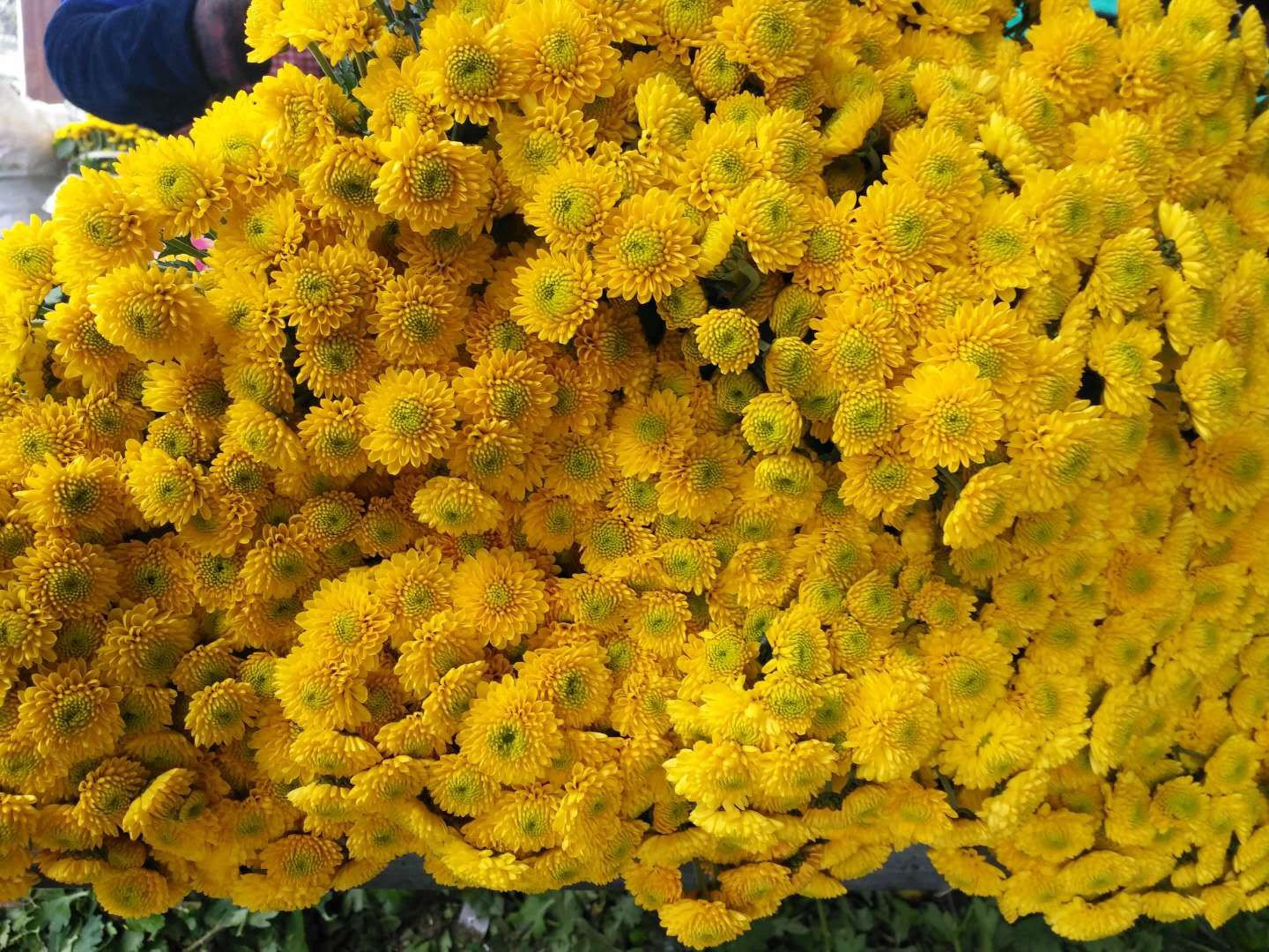 新鲜采摘的食用雏菊(小黄菊)嫩茎叶,展示典型叶菜形态与花蕾期特征,体现其作为农产品的鲜活品质 食用雏菊嫩茎叶特写,翠绿色锯齿状叶片簇生,顶端带淡黄色未开放花蕾,叶脉清晰,表面微覆蜡质白霜,背景为露水湿润的有机菜田