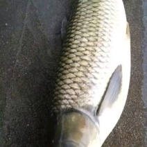青鱼
