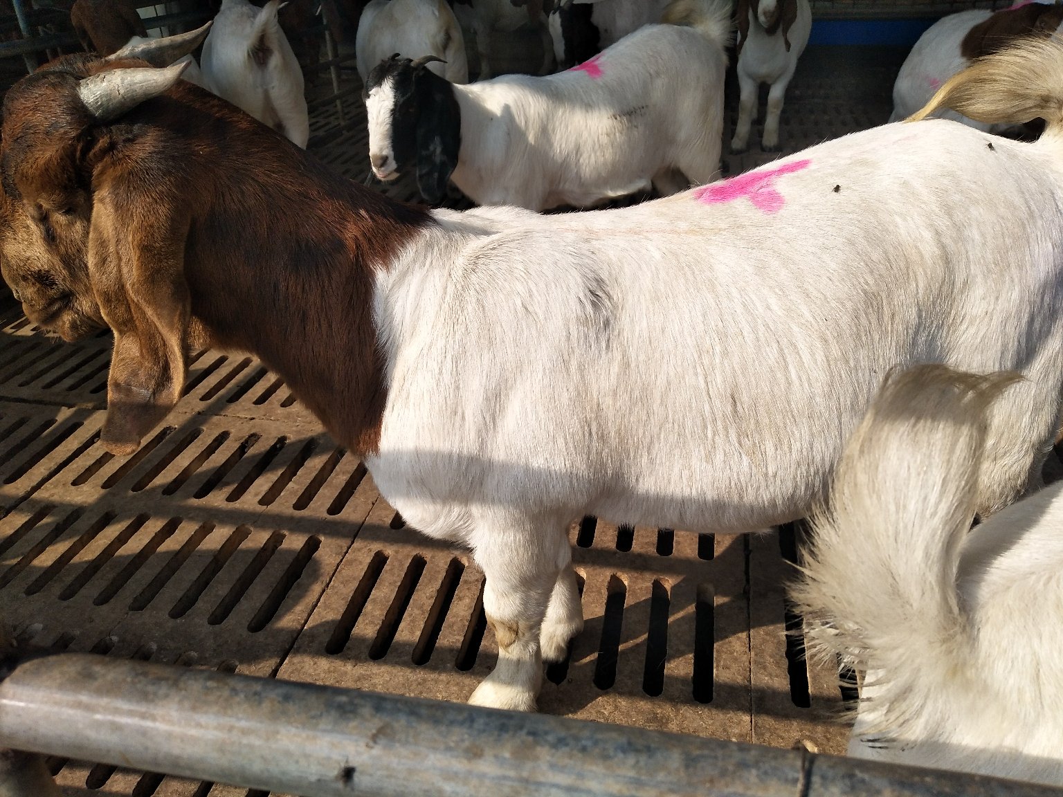 波尔山羊成年个体特写