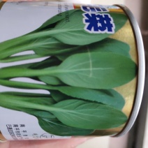 鸡毛菜种子耐热耐雨抗病生长速度快夏秋两季均可种植