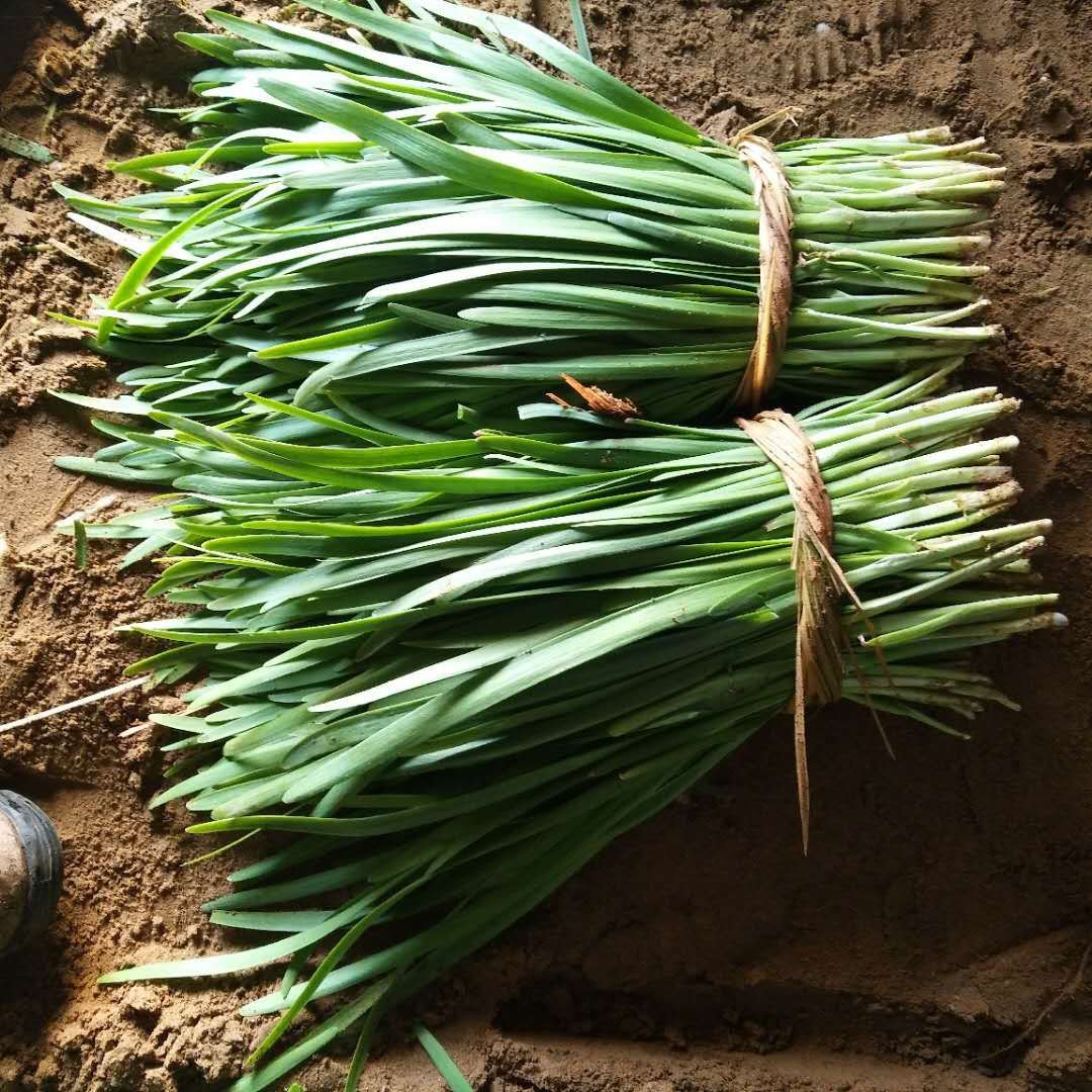 [韭菜批发]海阳韭菜!新鲜宽叶韭菜,产地直供,欢迎您的合作!价格1.20元