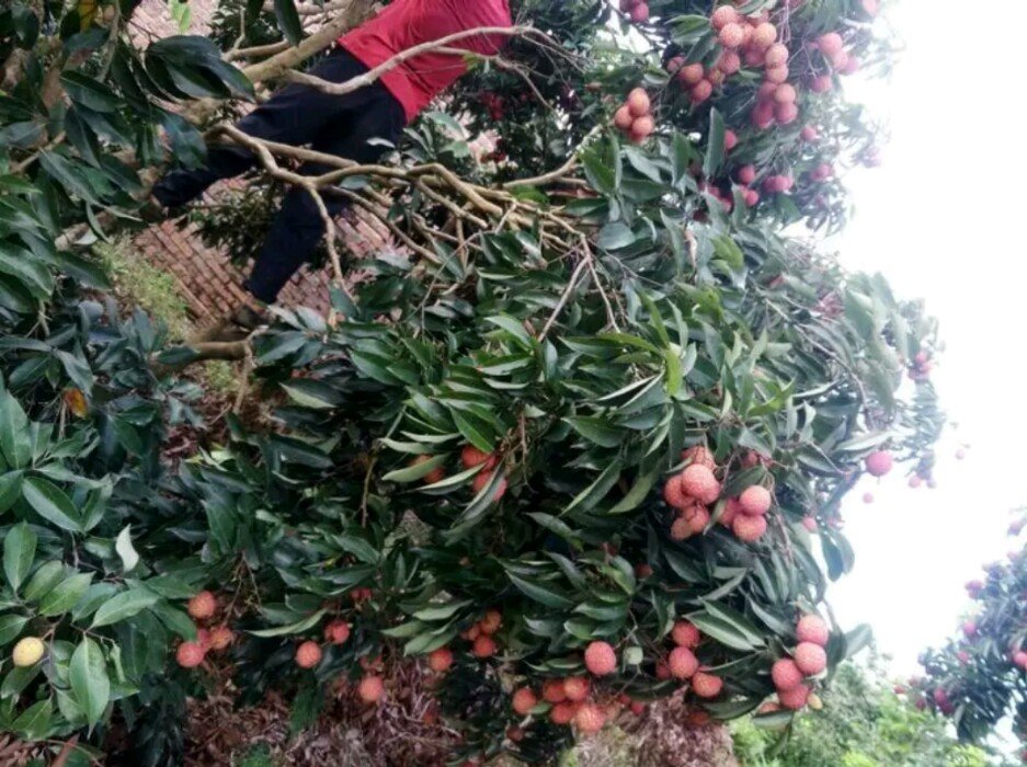 无核荔枝果实成熟期管理场景