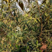 有好货：2350亩油橄榄基地转让，水电路房齐全，可以分转