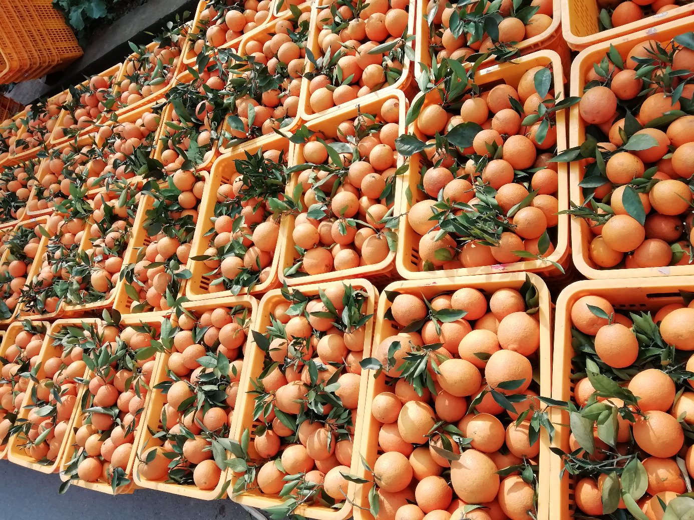 身着传统服饰的金堂果农在清晨阳光下采摘成熟的脐橙,竹篮中堆满金黄果实,背景为梯田式果园,展现原生态采摘过程 金堂农户采摘脐橙场景