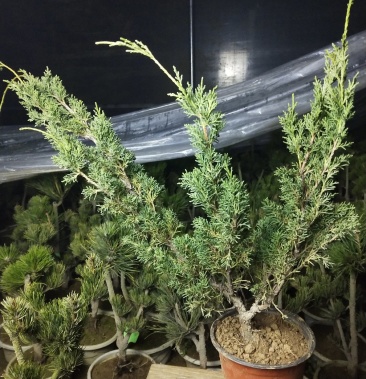 [其它批发]济州真柏价格35.00元/个 - 一亩田