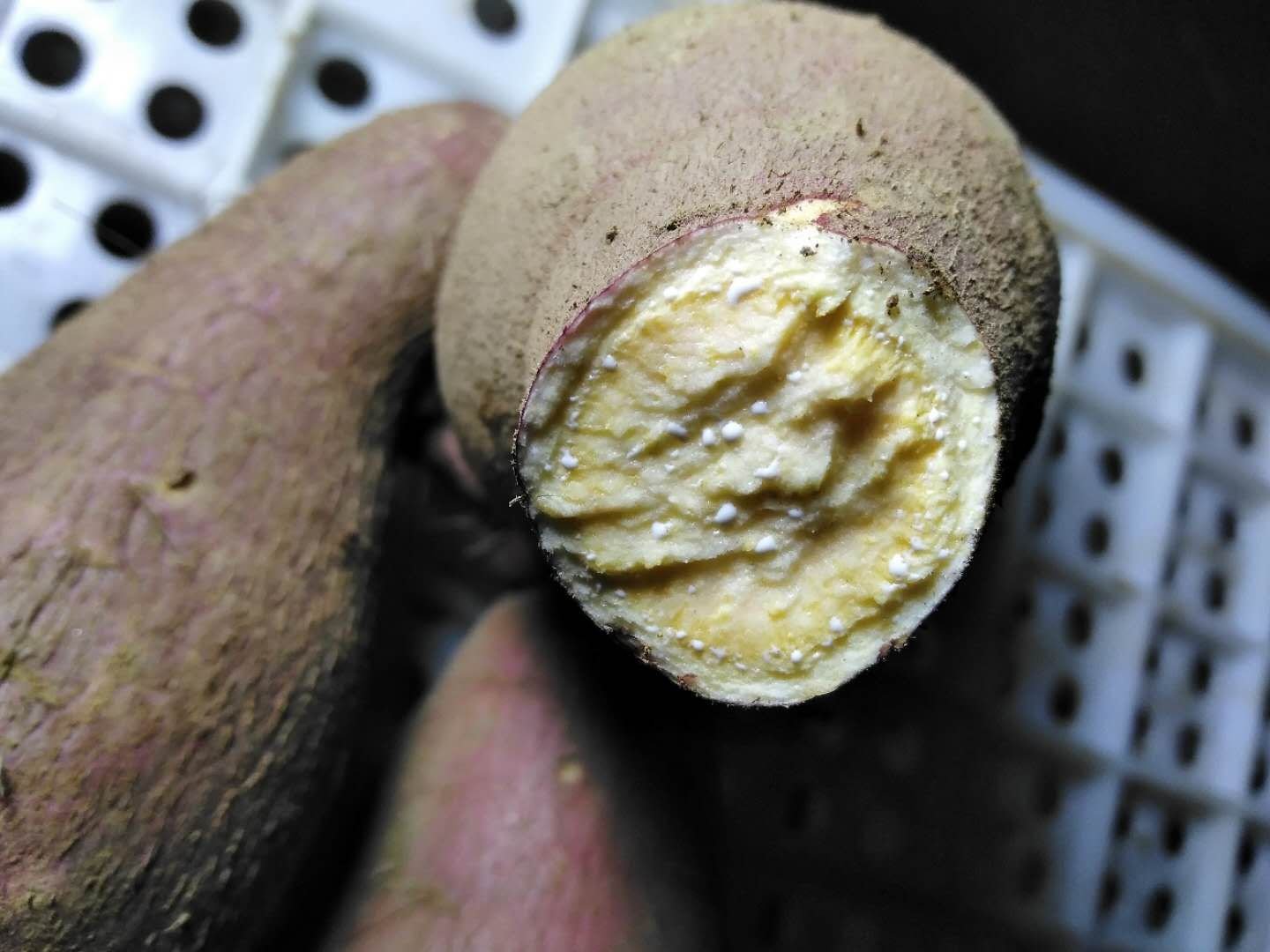 济薯五彩薯切面展示多种颜色