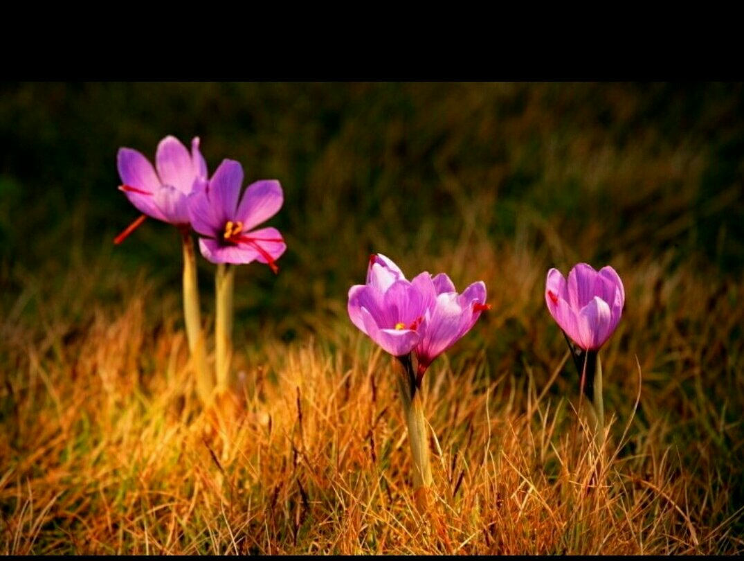 紫雏菊盛开在阳光下的花园中