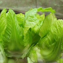 儿菜