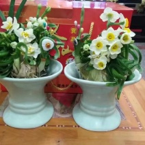 礼盒水仙花