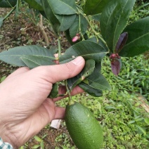 香水柠檬苗，消毒脱菌苗，带叶发货，50颗包邮，正品苗