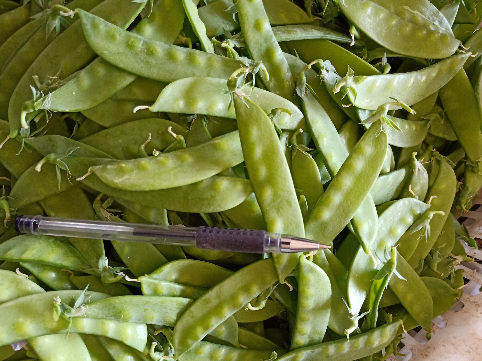 荷兰豆与其他蔬菜的营养对比图表