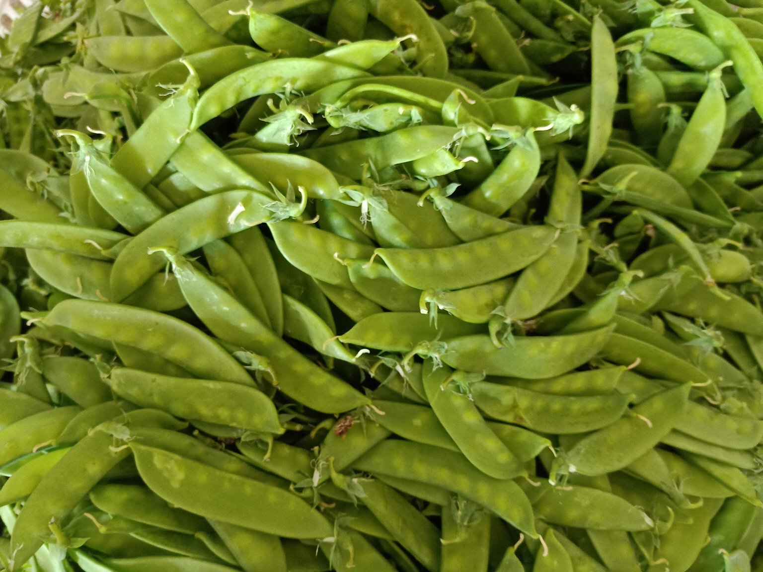 腌制好的荷兰豆成品图,色泽诱人 腌制好的荷兰豆成品图