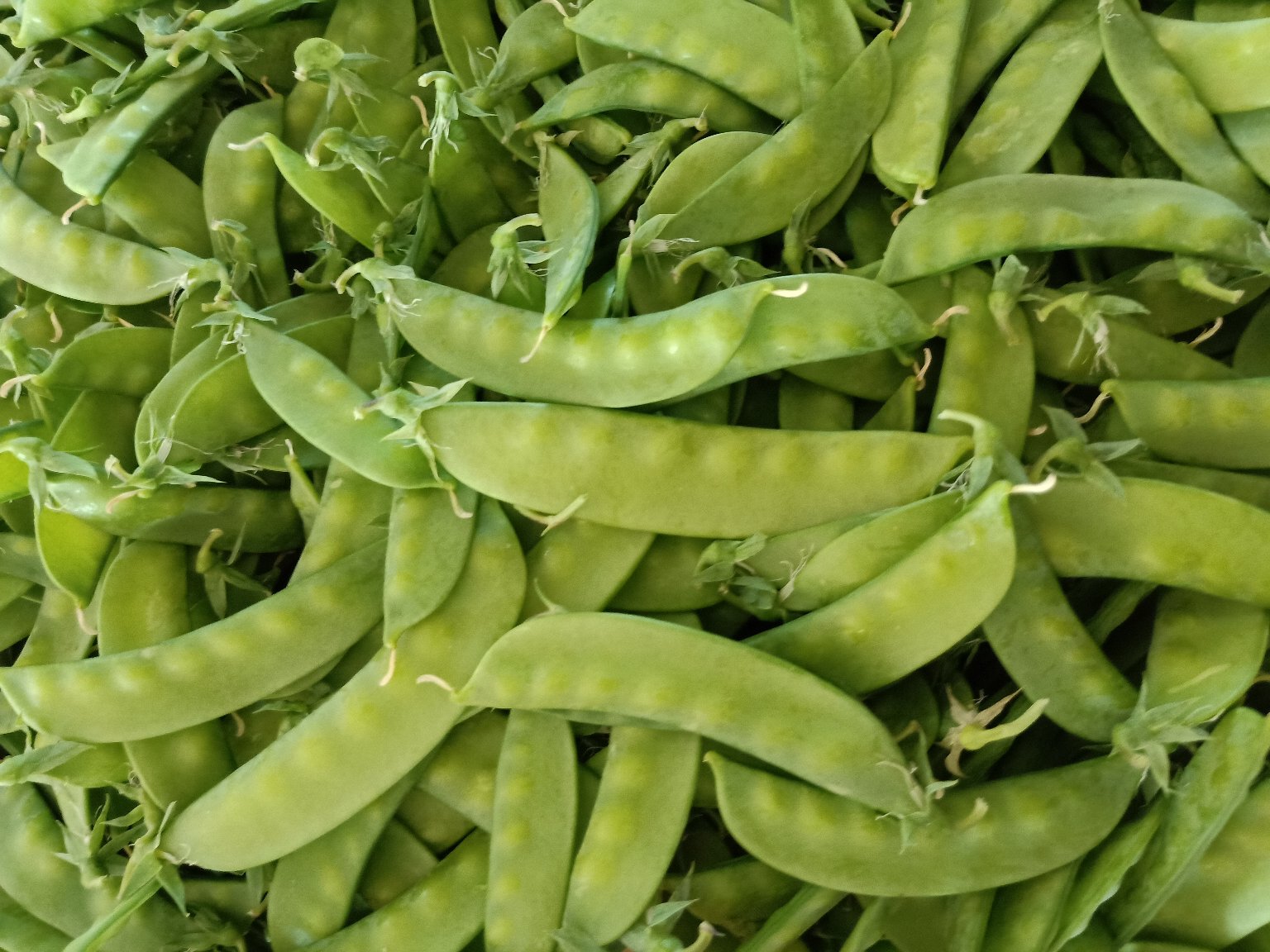 新鲜翠绿的荷兰豆特写,展示其饱满豆荚与嫩绿色泽 荷兰豆特写图