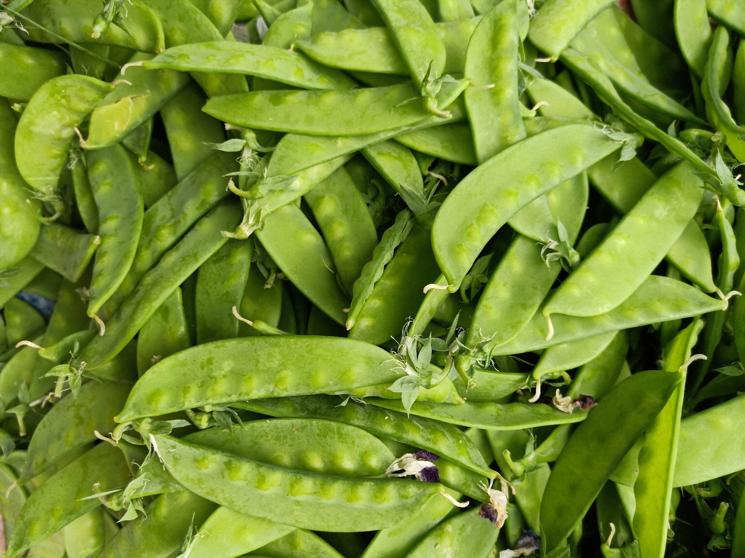 荷兰豆新鲜与变质对比图