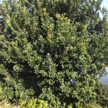 慈溪市荸荠种杨梅树18-20公分