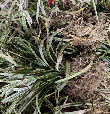 [金边麦冬批发]金边麦冬 金边麦冬苗 可视频看货选货一亩田线上交易