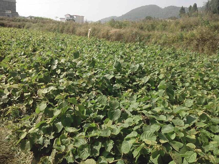 东魁杨梅雌雄同株嫁接苗圃：嫁接口上方为雌雄同株接穗（芽点饱满，部分芽鳞微泛红晕），下方砧木为实生青梅，苗高45cm，根系发达，已通过花芽分化期低温处理诱导两性花原基形成