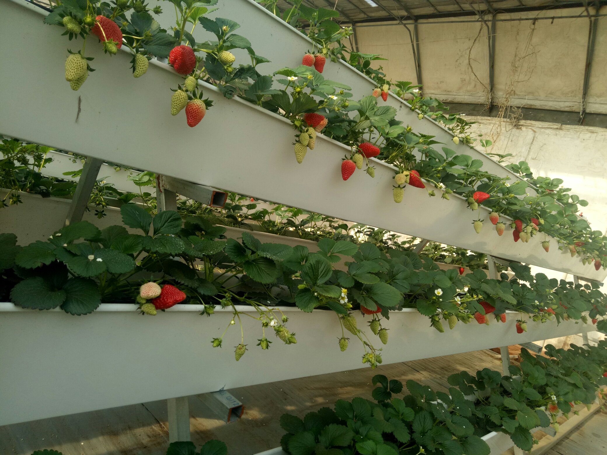 甜宝草莓开花期田间管理场景